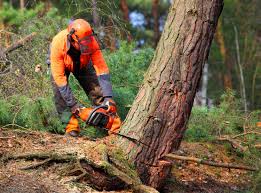 Best Tree Trimming and Pruning  in Wellston, MO