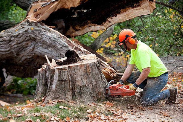 Best Tree Disease Treatment  in Wellston, MO