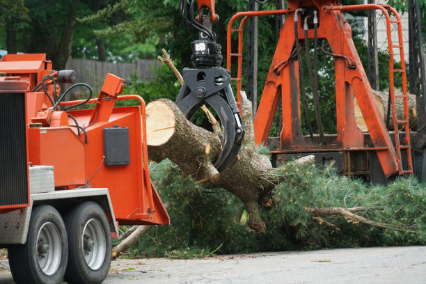 Best Grass Overseeding  in Wellston, MO