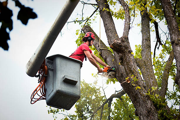 Best Tree Mulching  in Wellston, MO