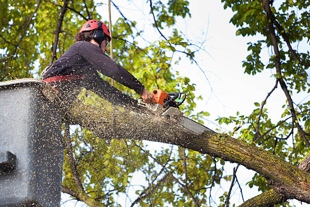 Best Palm Tree Trimming  in Wellston, MO